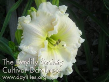Daylily Spacecoast Ivory Icon